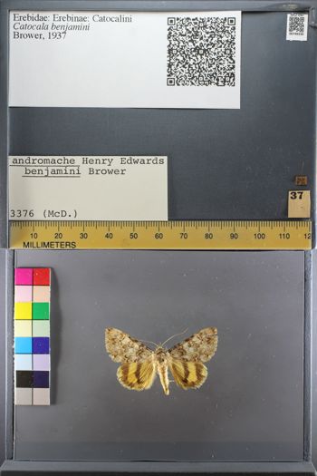 Media type: image;   Entomology 749330